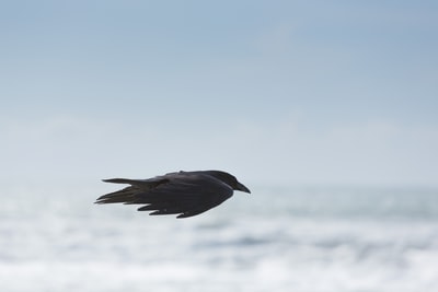 黑鸟在半空中飞行的选择性聚焦摄影